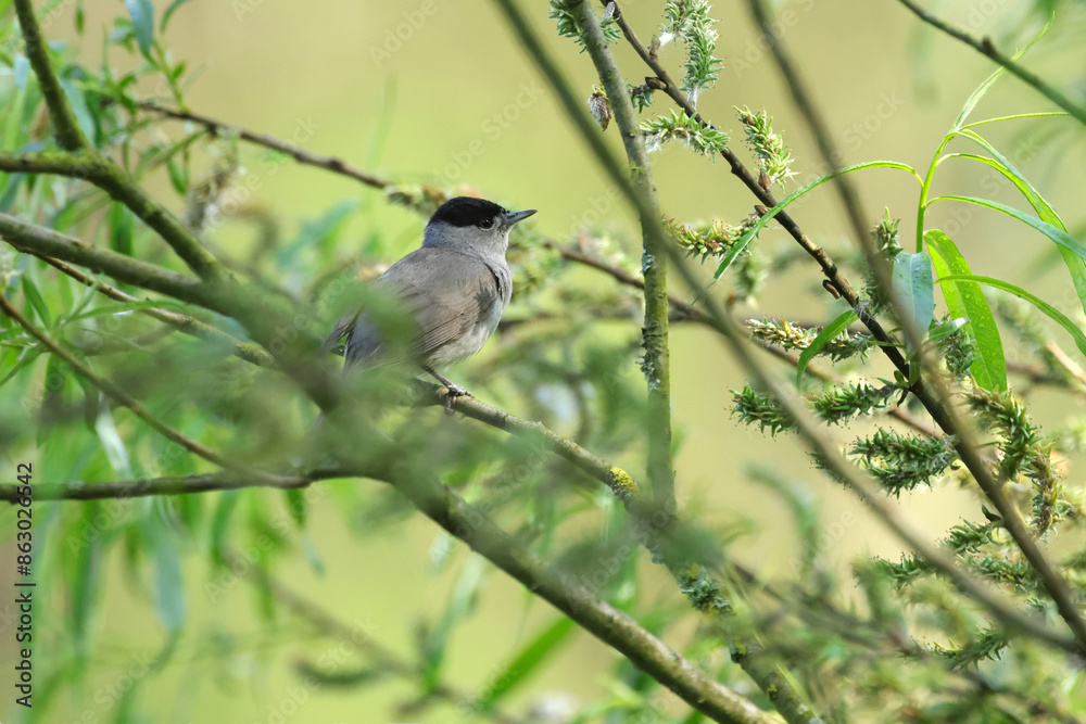 Fototapeta premium blackcap on a branch, eurasian blackcap, bird on a branch, grey bird, bird with black cap