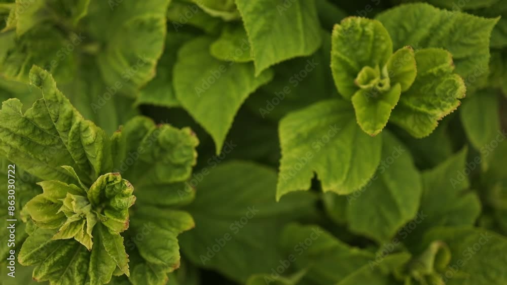 Creative layout made of green leaves. Flat lay. Nature concept. High quality FullHD footage Creative layout made of green leaves. Flat lay. Nature concept. High quality FullHD footage