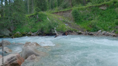 The Wild Horse struggles with the flow of water of a mountain river, trying to get to the shore.
Horse crossing mountain river.