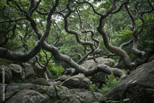 Twisted Trees in Summer Forest. Enchanted Nature of Padley Gorge in Peak District, UK