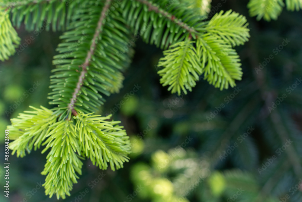 Spruce branches with young shoots on natural green background in spring forest. Natural beautiful background. High quality photo Spruce branches with young shoots on natural green background in spring forest. Natural beautiful background. High quality photo