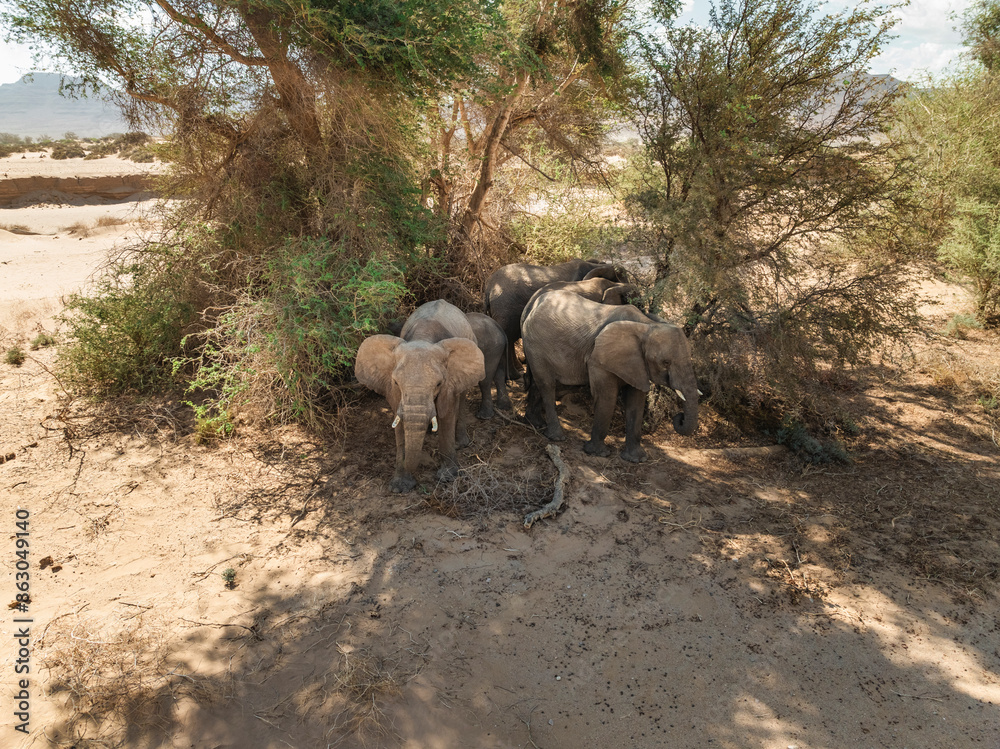 Aerial view of elephants in natural habitat, Kunene Region, Namibia. Aerial view of elephants in natural habitat, Kunene Region, Namibia.