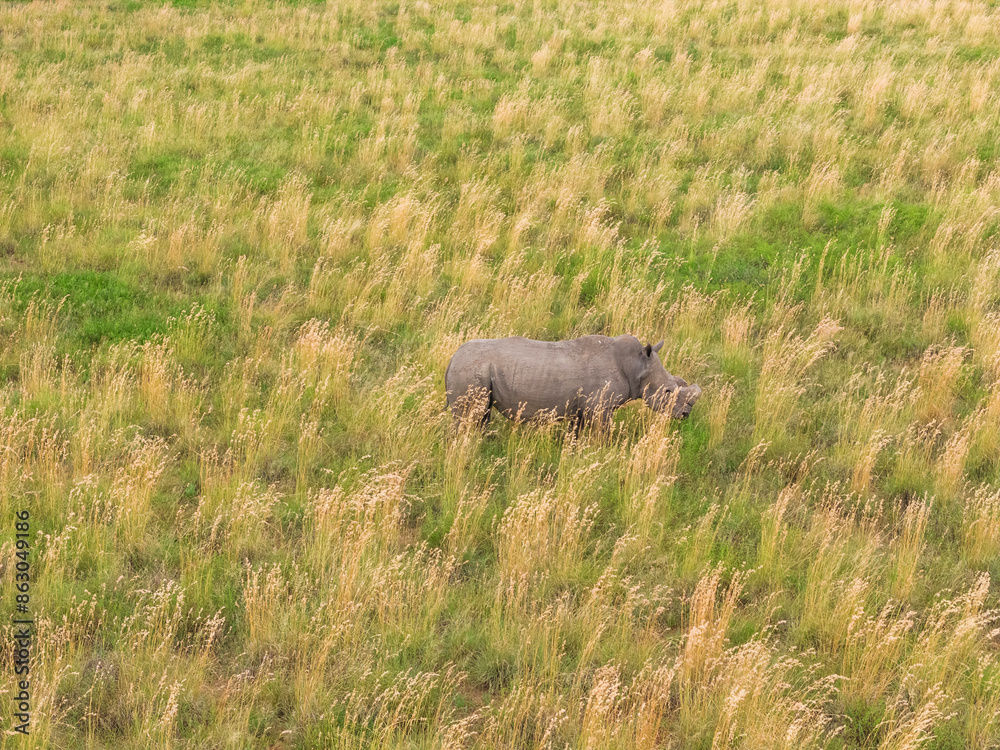 Aerial view of Rhino in Mahikeng Game Reserve, Mafikeng NU, South Africa.