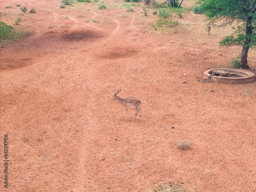 Aerial view of wildlife in Tumbeta Private Game Reserve, Thabazimbi, Limpopo, South Africa. photo