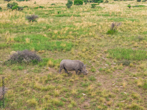 Aerial view of Rhino in Mahikeng Game Reserve, Mafikeng NU, South Africa. photo