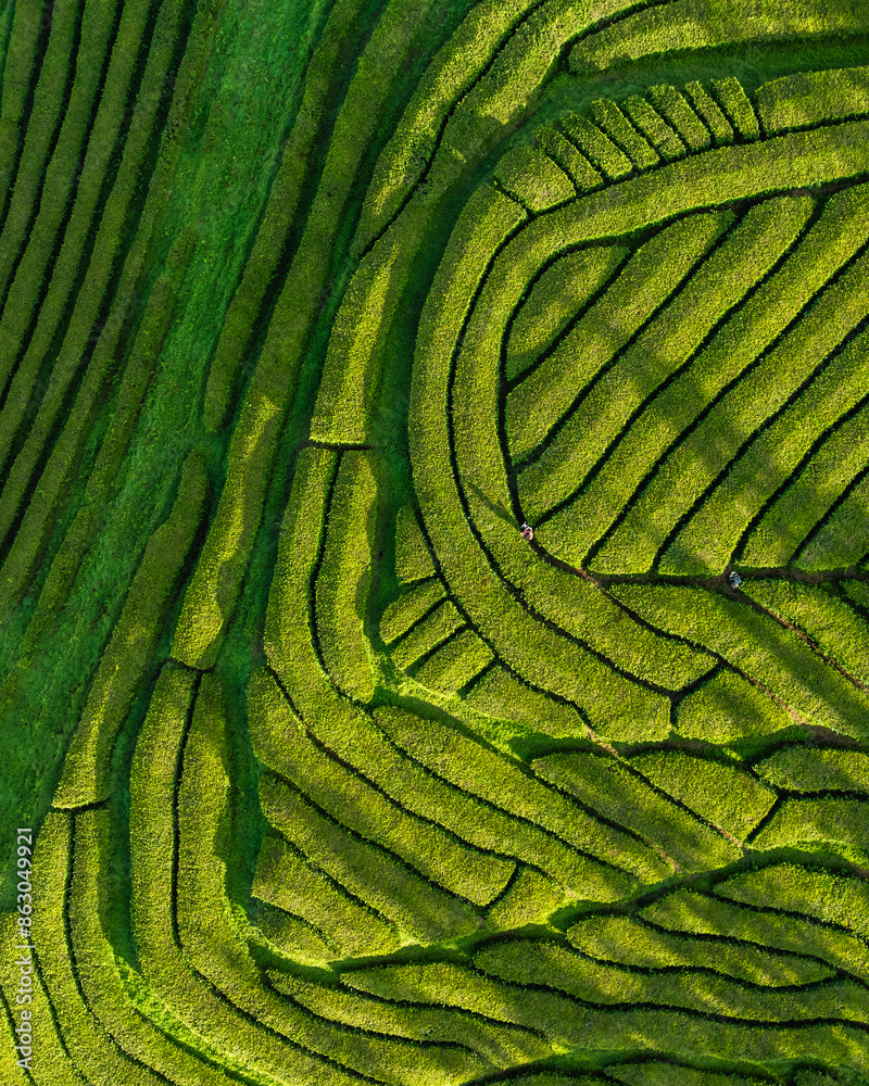 Aerial view of lush tea plantation fields in Maia, Azores, Portugal. Aerial view of lush tea plantation fields in Maia, Azores, Portugal.