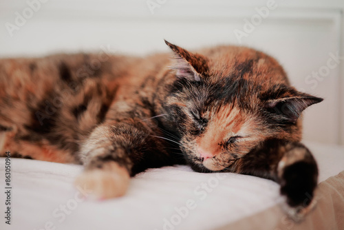 sleeping tortoiseshell cat