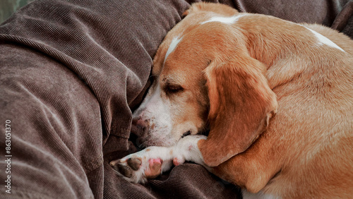 adorable beagle dog asleep in brown bed, 16:9 widescreen wallpaper
