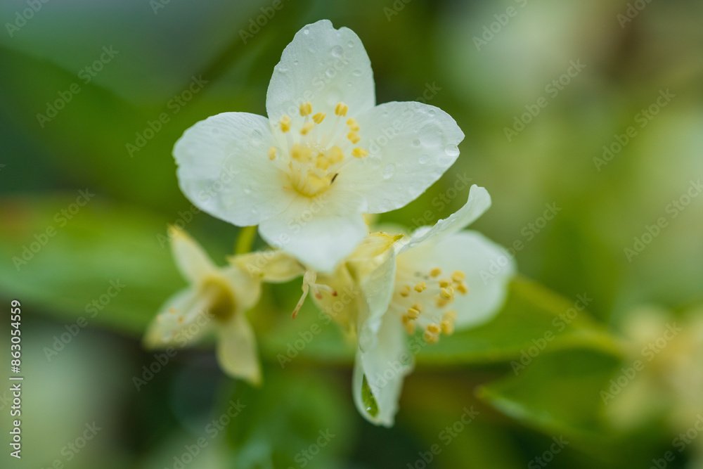 Delicate Jasmine Flower Macro with Visible Stamens. Soft Focus Close-up of White Blossom Against Blurred Green Background Delicate Jasmine Flower Macro with Visible Stamens. Soft Focus Close-up of White Blossom Against Blurred Green Background