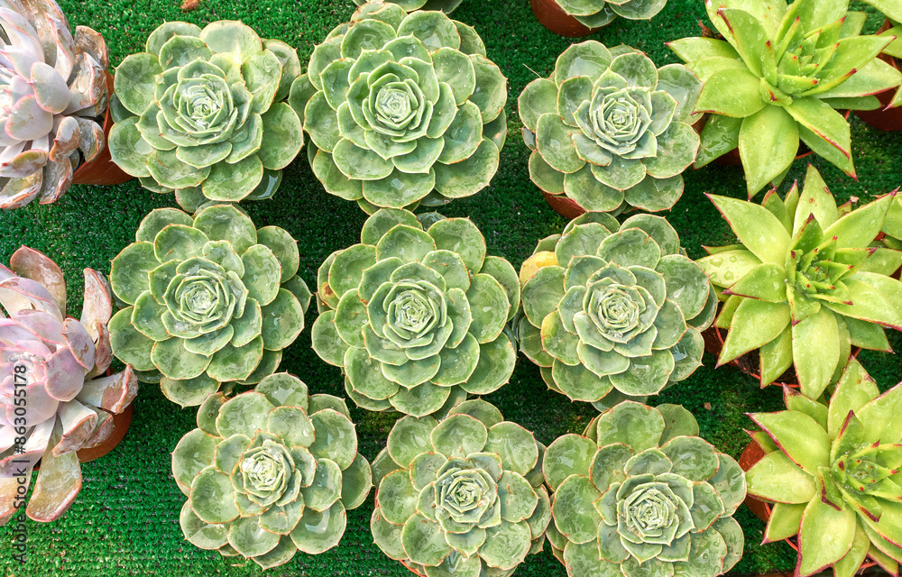 Small succulent plants on display Small succulent plants on display