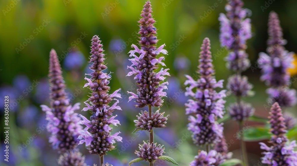 Purple Flowers in a Garden Purple Flowers in a Garden