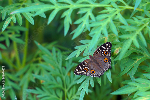 Butterfly on a leaf. It is a beautiful, colorful insect in the order Lepidoptera, wings covered with scales tiny colors stacked together, creating colorful patterns with a variety of species. photo