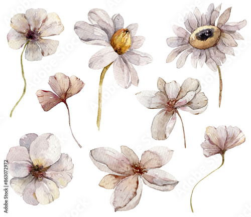 Fototapeta Naklejka Na Ścianę i Meble -  Watercolor hand painted illustration set of daisy flowers on isolated transparent background. Hand painted watercolor clipart for pattern, greeting card, stickers, wedding invitation