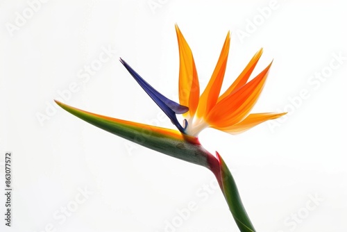 Bird of Paradise Flower on White Background