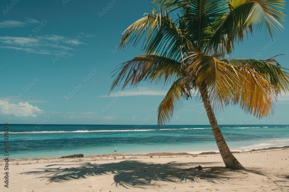 Fototapeta premium Palm on the beach Dominican republic