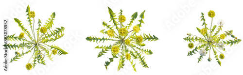 Canvas Print Yellow Leontodon taraxacum plant top view plan 4k png cutout isolate