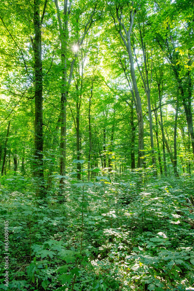 Sunlight in the green forest, spring time Sunlight in the green forest, spring time