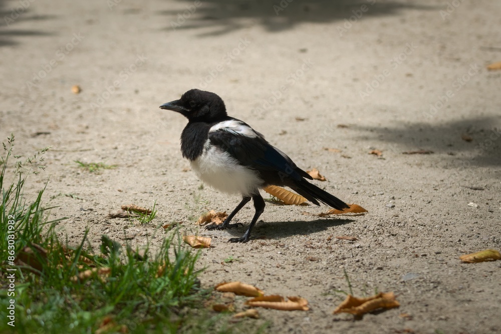 Juvenile magpie with rustled feathers, sitting on the ground. Juvenile magpie with rustled feathers, sitting on the ground.