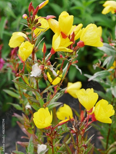 Pflanze mit gelben Blüten in Planten un Blomen