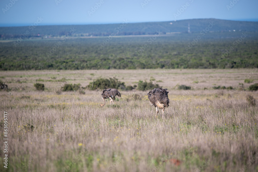 Ostrich seen walking in grass in search of food Ostrich seen walking in grass in search of food