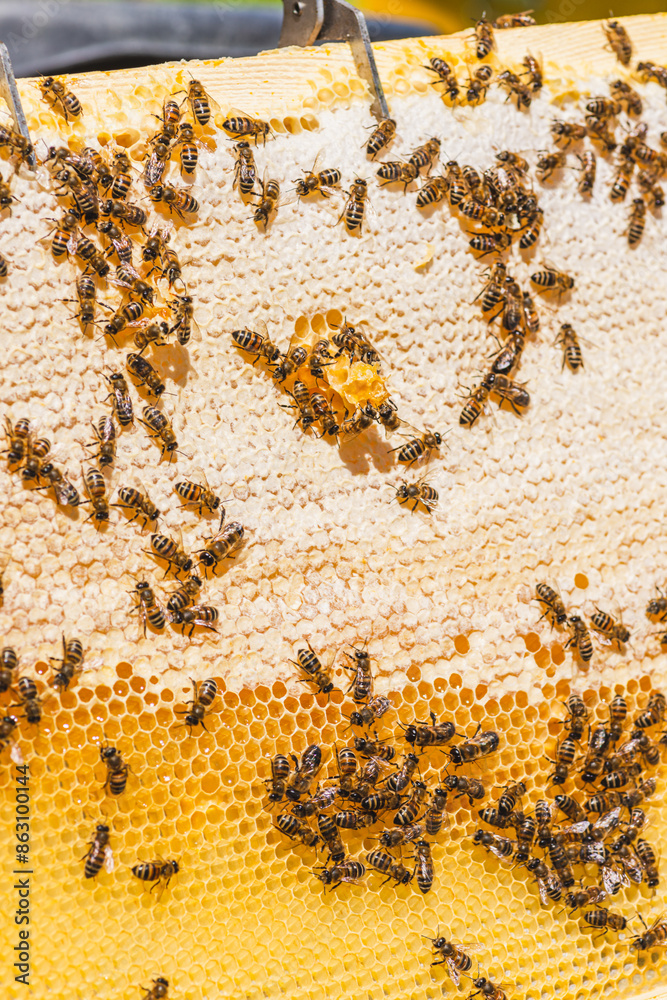 Bees in a hive on a honeycomb Bees in a hive on a honeycomb