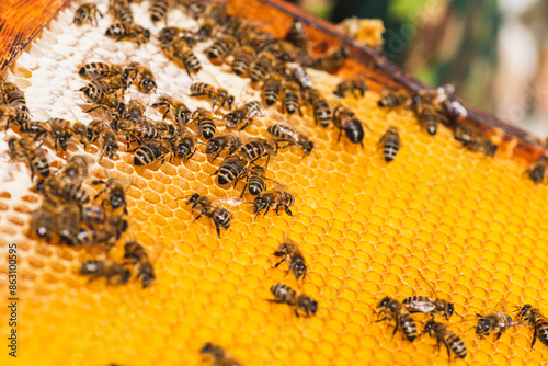 Bees in a hive on a honeycomb