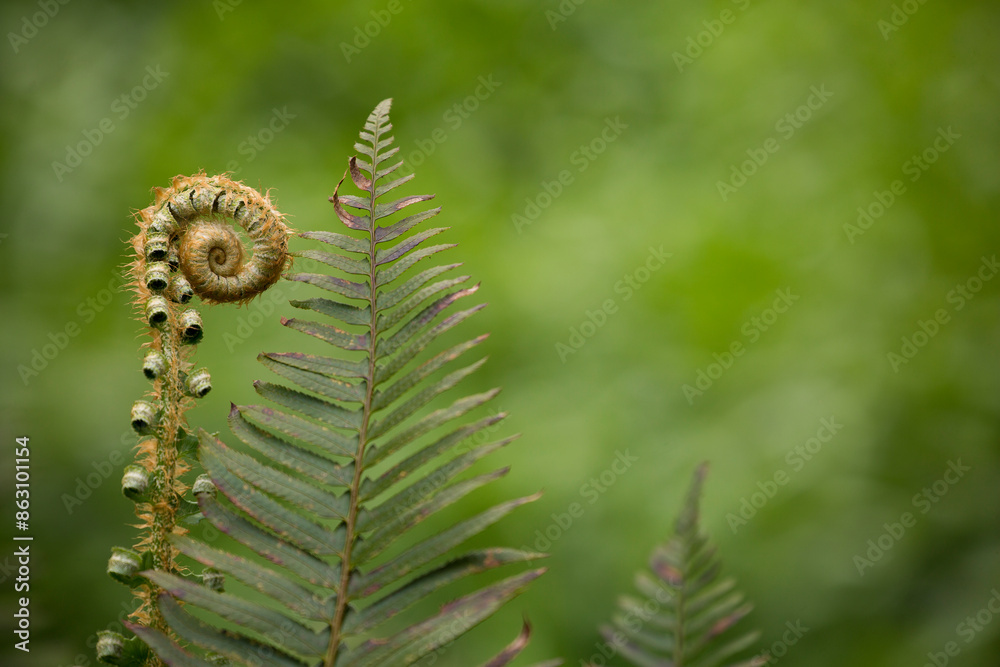 Closeup of furled and unfurled fern fronds against a blurred background in springtime
