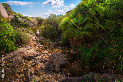 tropical riverbed with palm trees photo