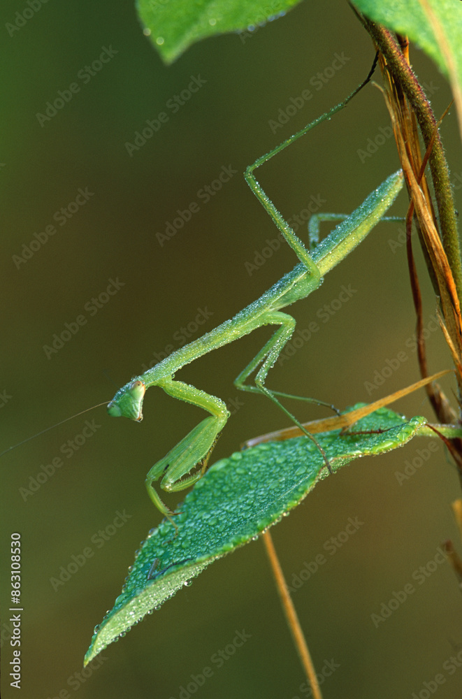 Praying Mantis with dew Praying Mantis with dew