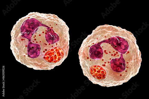 Anaplasma bacteria infecting neutrophils, causing various tick-borne diseases, 3D illustration