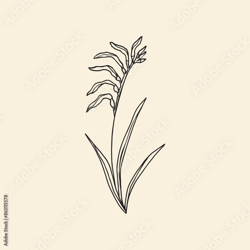 Hand drawn kangaroo paw illustration
