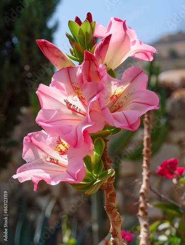 A pink rhodendron flower blooming in the garden, the petals have yellow stamens and green leaves on its stem, against the backdrop of Cretan landscape photo