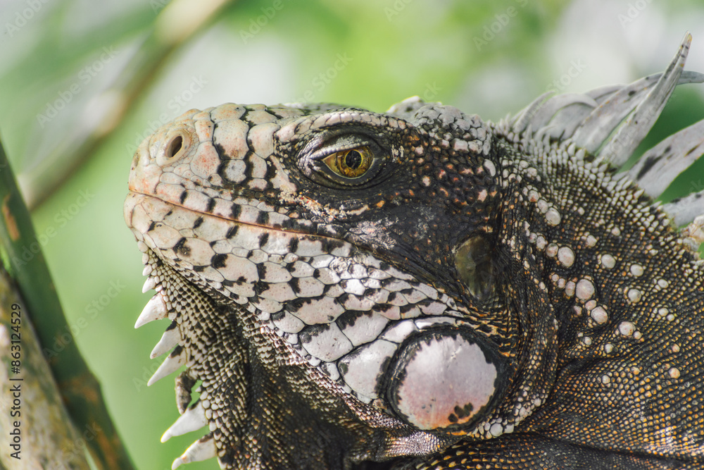 An amazing photo of an iguana's head among the foliage. High detail lizard. An amazing photo of an iguana's head among the foliage. High detail lizard.