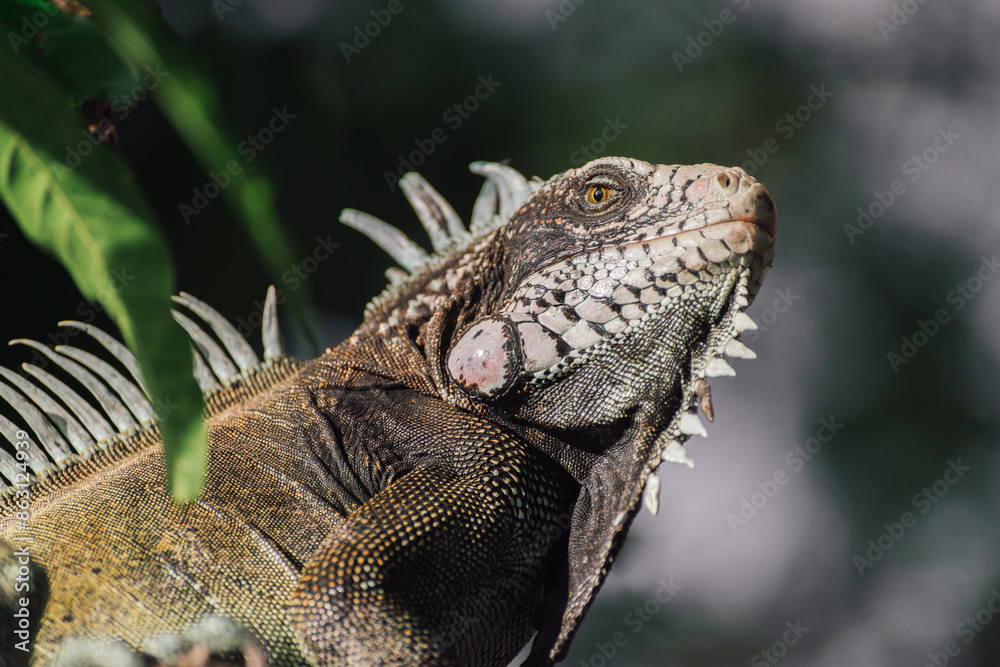 Fototapeta premium An amazing photo of an iguana on a tree among the foliage. High detail lizard.