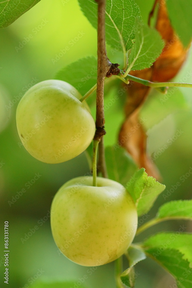 Close-up photography of a cherry plum branch with yellow fruits; Prunus cerasifera Close-up photography of a cherry plum branch with yellow fruits; Prunus cerasifera