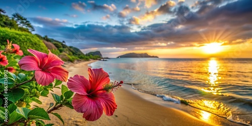Beautiful contrast of hibiscus flowers blooming on the beach of Iriomote Island against the backdrop of the setting sun photo