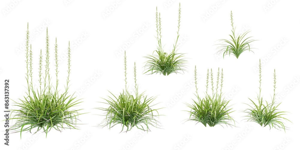 Tuberose plants isolated on white background, tropical trees isolated used for design, advertising and architecture Tuberose plants isolated on white background, tropical trees isolated used for design, advertising and architecture