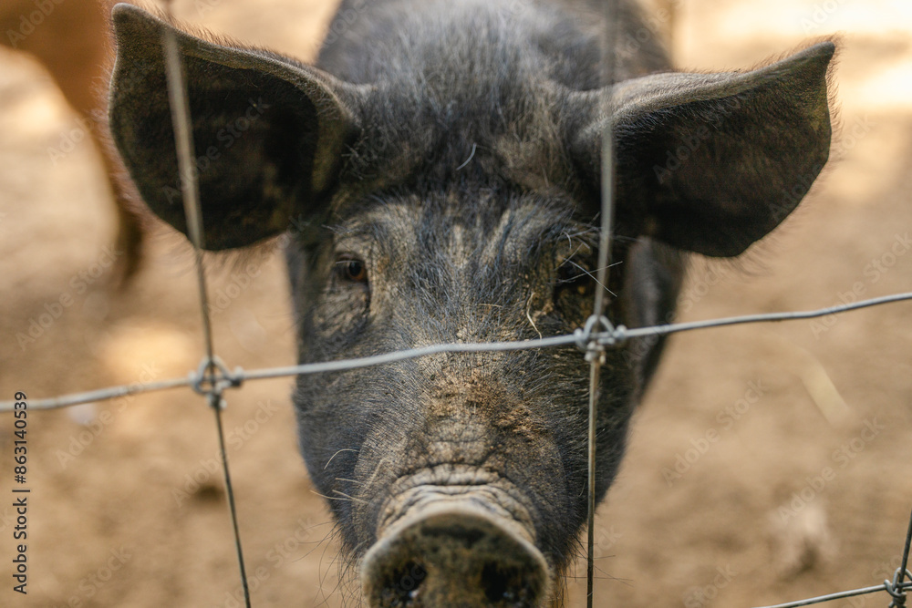 overhead shot looking down at a farm pig through a fence overhead shot looking down at a farm pig through a fence
