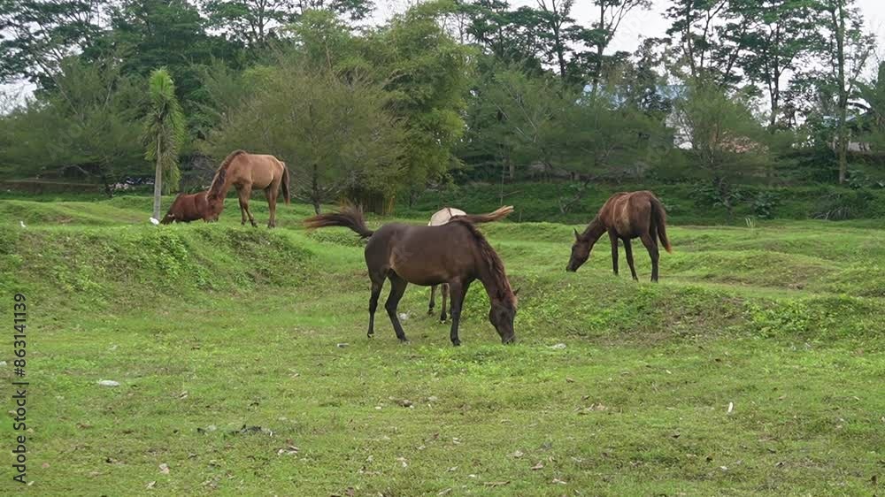 Horse eating in green grass field Horse eating in green grass field