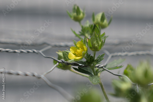 Close up of strawberry flowers preparing to spawn fruit in a garden within a farm