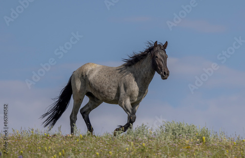 Wild Horse in Summer in the Pryor Mountains Montana