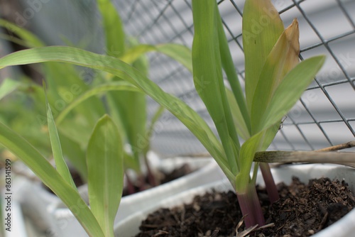 Close up of new corn saplings growing in cups in a garden on a farm