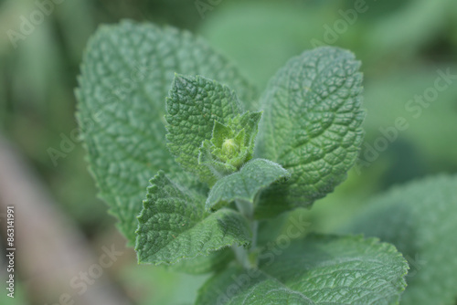 Close up of mint leaves freshly grown in a garden within a farm