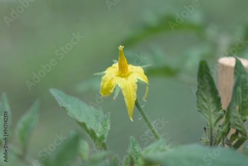 Close up of yellow tomato flower spawning fruit in a garden within a farm