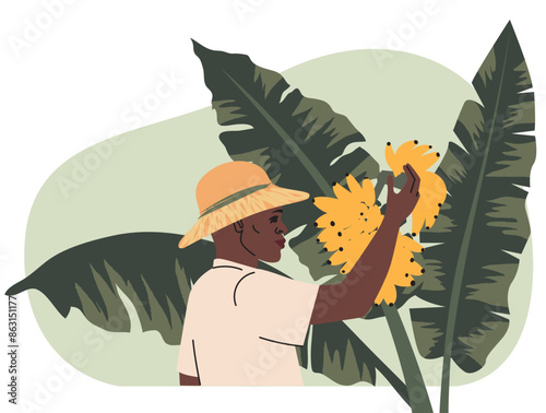 African man in straw hat harvesting bananas from palm. Illustration of banana picking. Fairtrade banana farmer