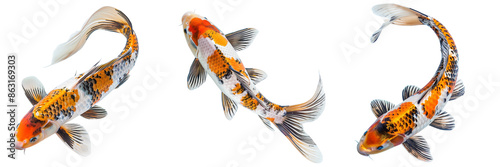 set of A detailed koi carp, top view, vivid color contrast on a transparent background