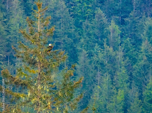 Bald eagles (Haliaeetus leucocephalus) are commonly seen perched on top of trees in the magnificent pacific rainforest of the Alaska Coast. Icy Strait Point, Hoonah, Alaska, USA photo