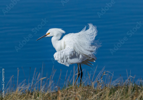 A Snowy Egret fluffing its beautiful wispy feathers during the breeding season close to the shore of a deep blue lake.