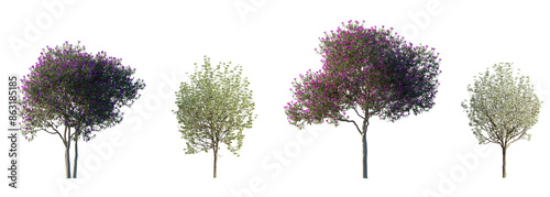 Set of 2 Pyrus calleryan trees Callery pear and 2 Tibouchina semidecandra pink blooming isolated png on a transparent background perfectly cutout	
