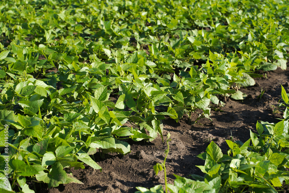 green young beans grow in the field. rows of green plants in the garden. farm grows natural products. green young beans grow in the field. rows of green plants in the garden. farm grows natural products.